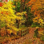 autumn wallpaper, fall wallpaper, autumn photos, autumn pictures, autumn images