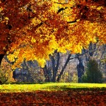 autumn wallpaper, fall wallpaper, autumn photos, autumn pictures, autumn images